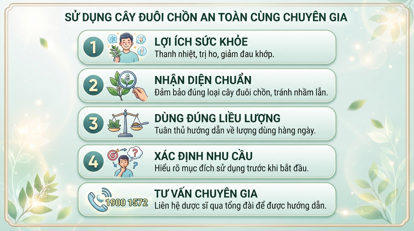 Cây đuôi chồn: Tác dụng hỗ trợ sức khỏe, cách dùng và các lưu ý khi sử dụng