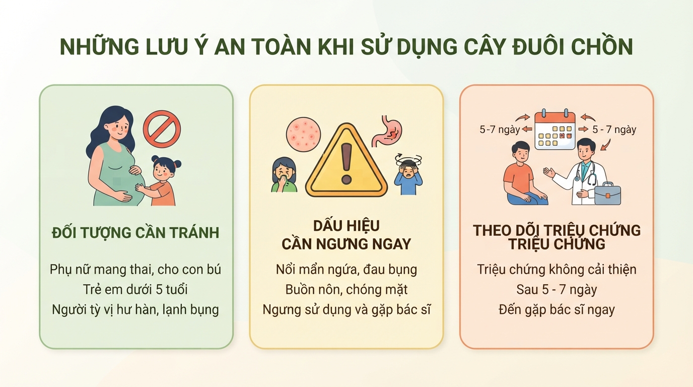 Cây đuôi chồn: Tác dụng hỗ trợ sức khỏe, cách dùng và các lưu ý khi sử dụng