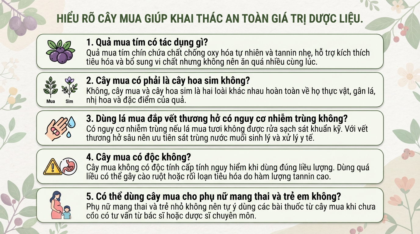 Cây mua có tác dụng gì? Cách phân biệt cây mua và cây hoa sim