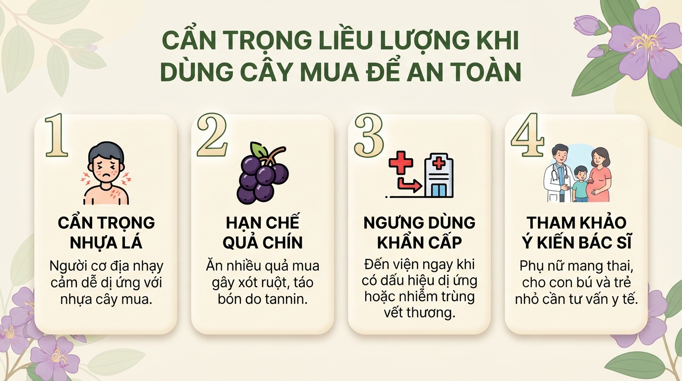 Cây mua có tác dụng gì? Cách phân biệt cây mua và cây hoa sim