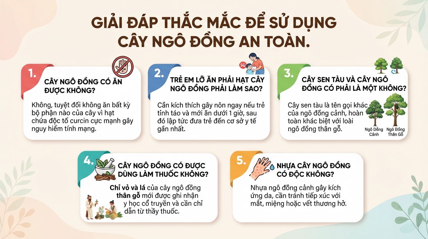 Nhận biết cây ngô đồng, công dụng và nguy cơ ngộ độc cần lưu ý