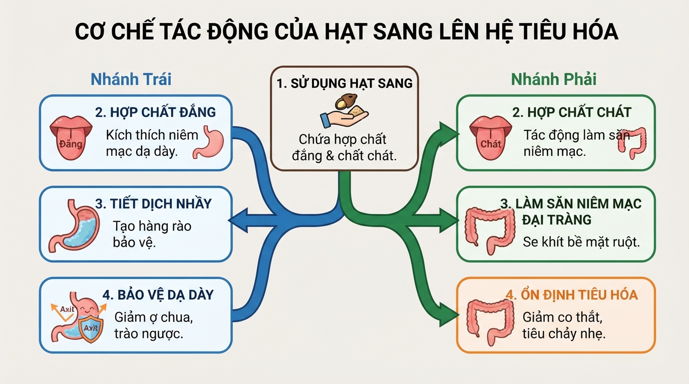 Chất đắng kích thích tiết nhầy bảo vệ dạ dày còn chất chát làm săn niêm mạc.