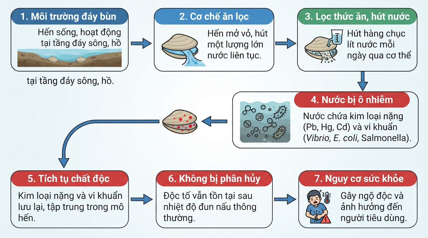 Cơ chế ăn lọc tại tầng đáy làm hến tích tụ vi khuẩn cùng kim loại nặng từ nước.