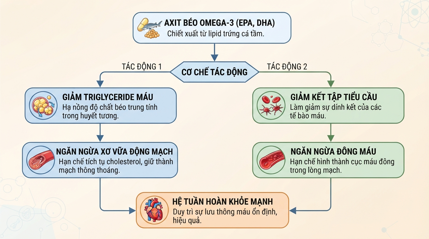 Cơ chế axit béo Omega-3 làm giảm xơ vữa động mạch và ngăn ngừa đông máu.