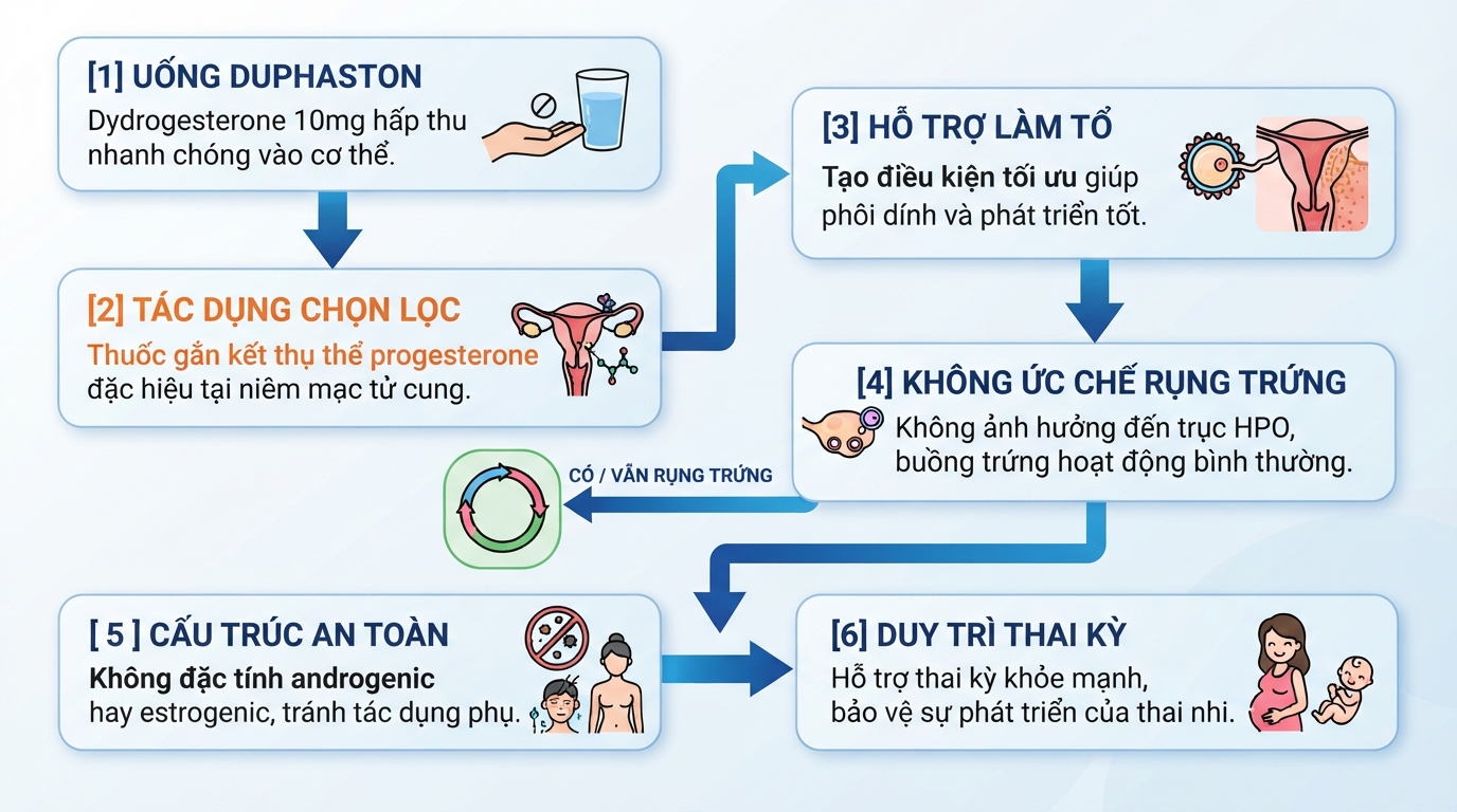 Cơ chế chọn lọc của duphaston hỗ trợ thai kỳ mà không cản trở rụng trứng.