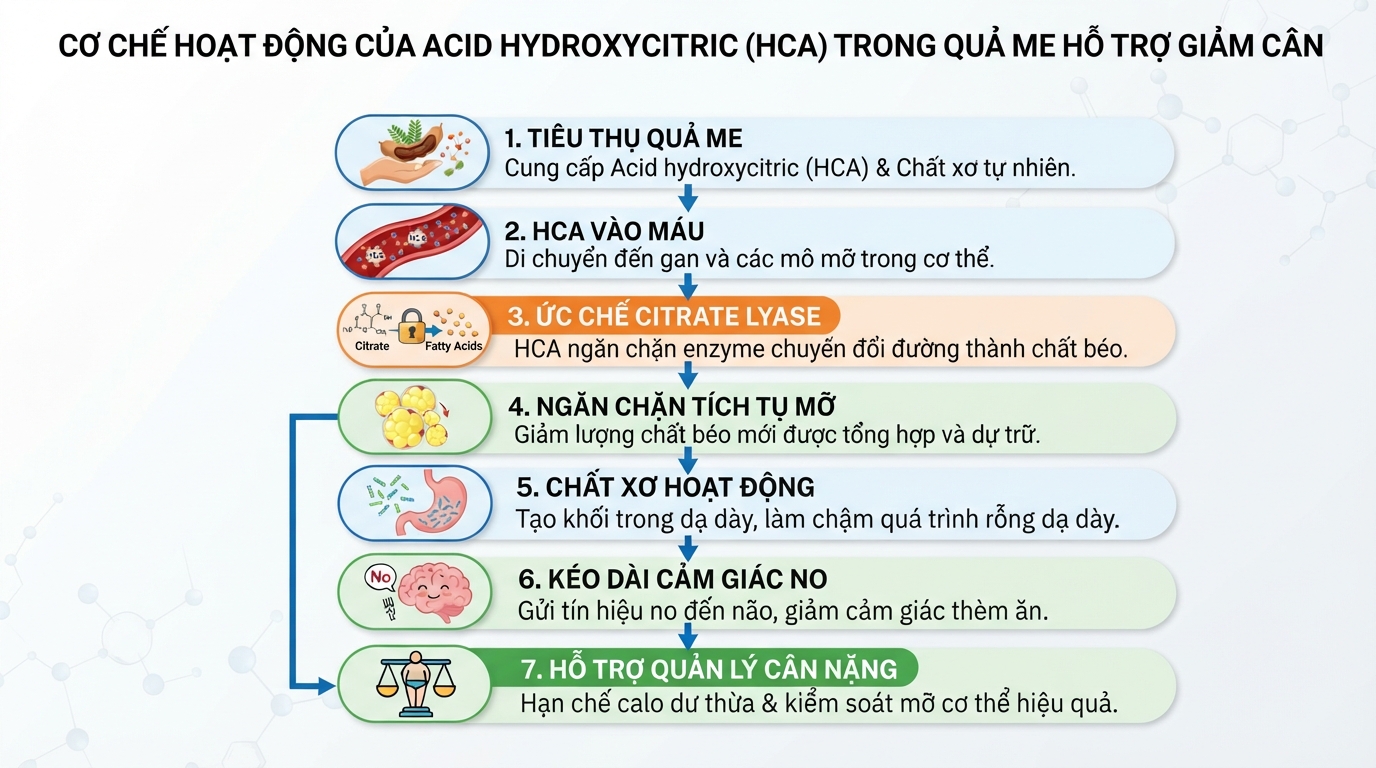 Cơ chế hoạt động của Acid hydroxycitric hỗ trợ ức chế tích tụ mỡ và giảm cảm giác thèm ăn.
