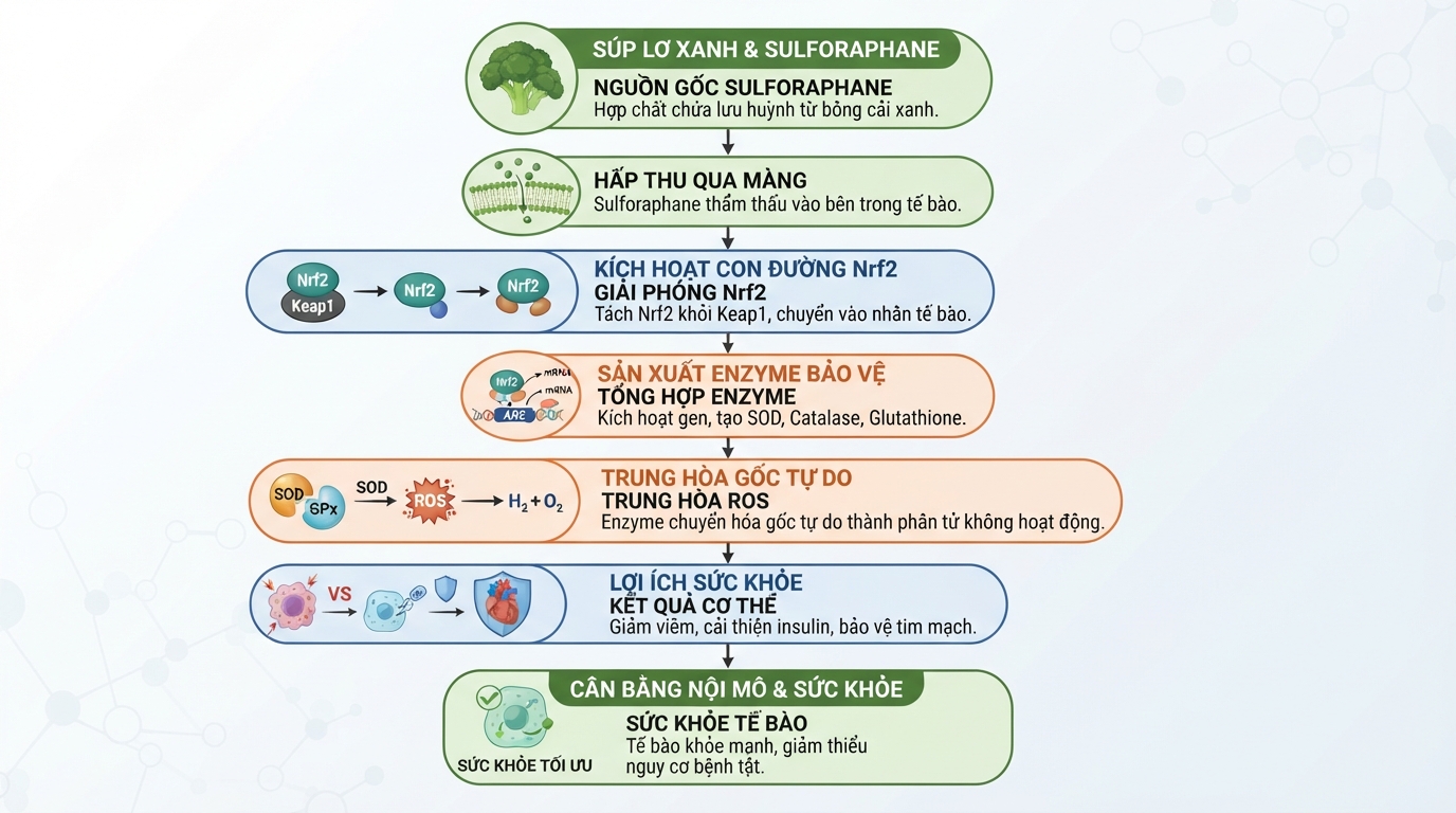 Cơ chế hoạt động của sulforaphane trong súp lơ xanh giúp trung hòa gốc tự do.