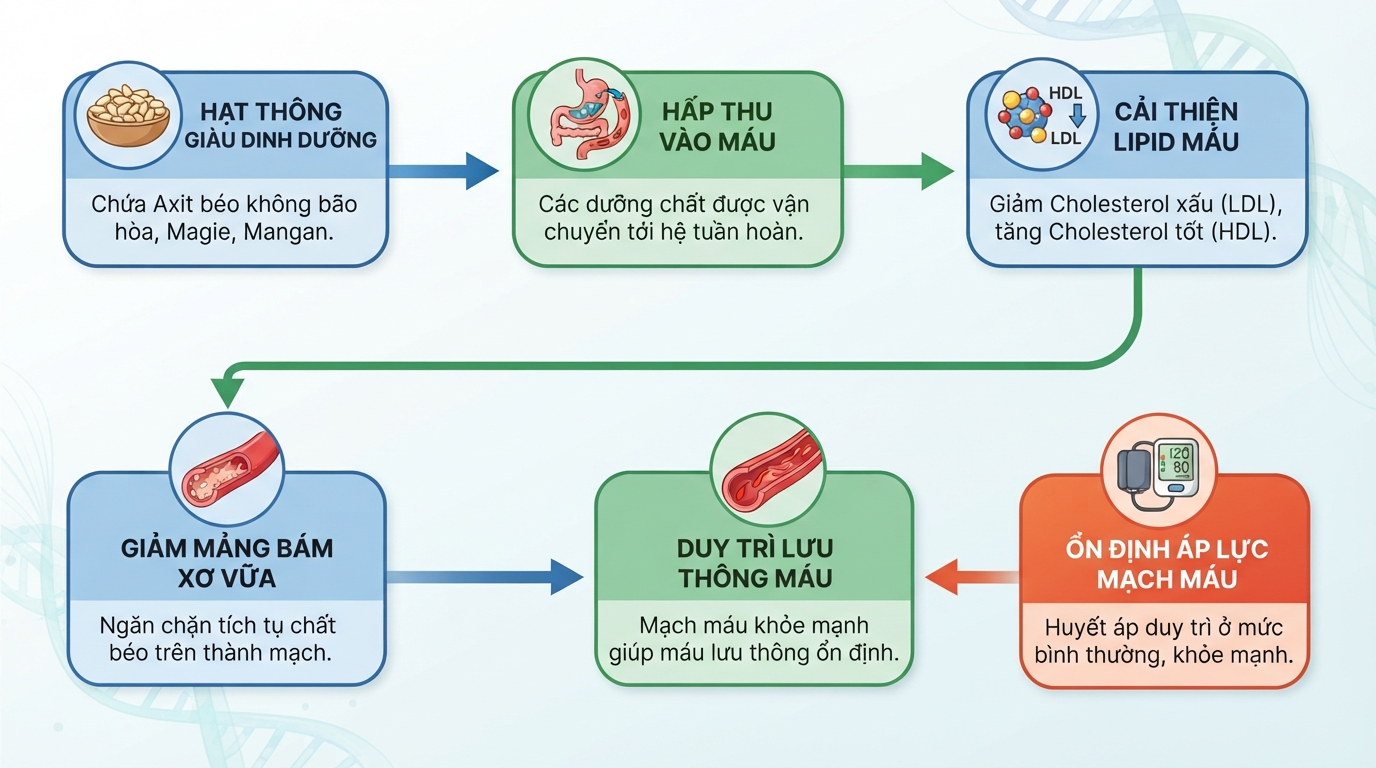 Cơ chế kết hợp giữa axit béo và magie hỗ trợ ổn định áp lực mạch máu.