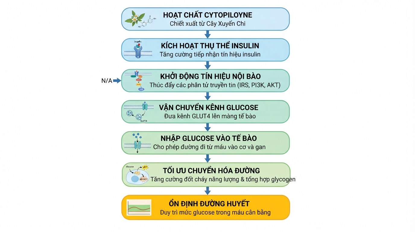 Cơ chế sinh học giúp hoạt chất trong cây hỗ trợ ổn định chỉ số đường huyết.
