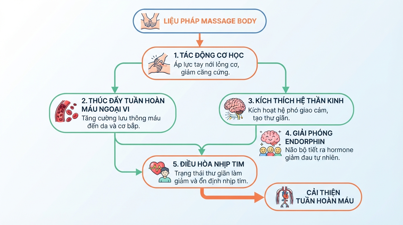 Cơ chế sinh lý của liệu pháp massage body giúp cải thiện tuần hoàn máu.