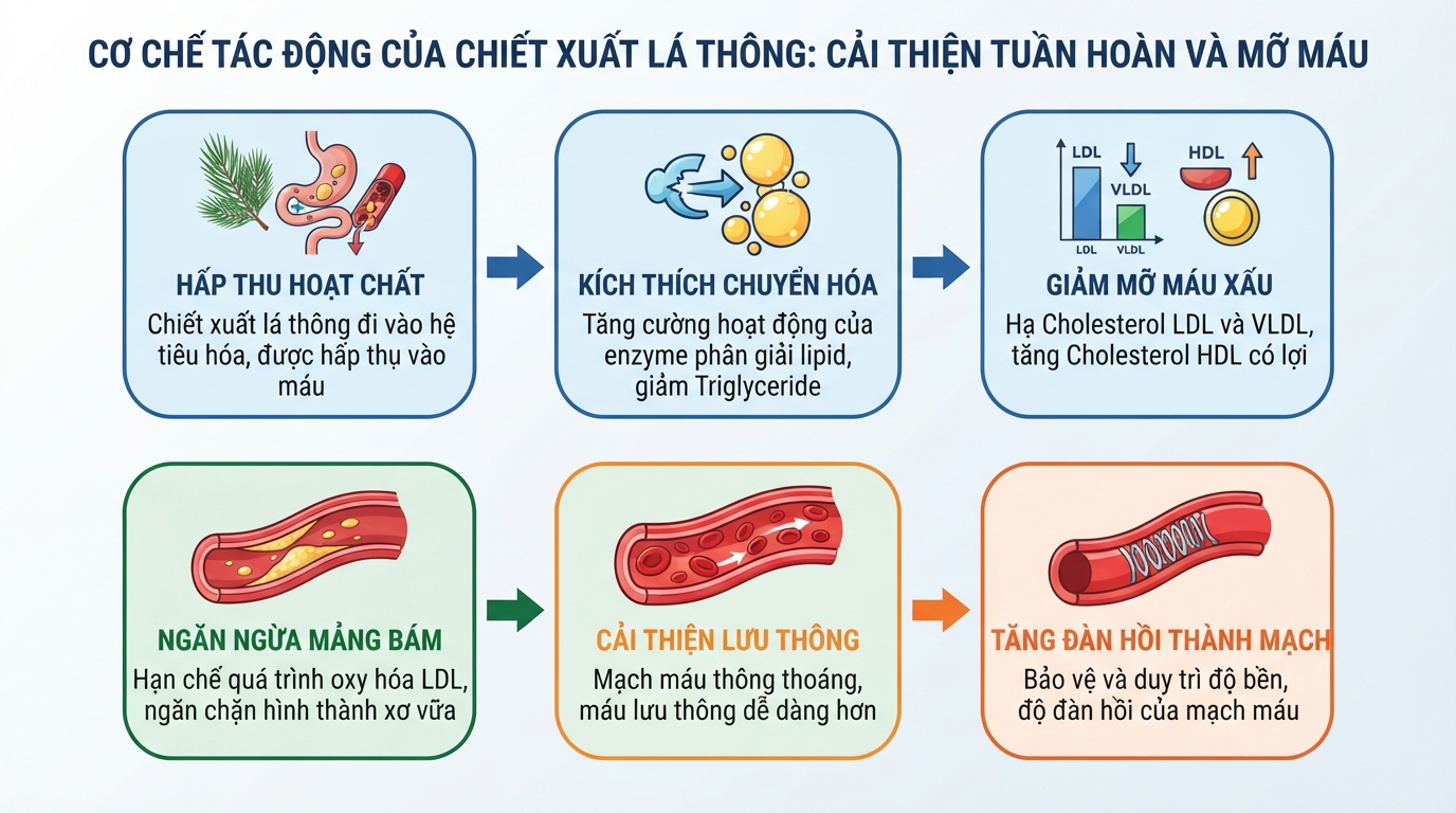 Cơ chế tác động của chiết xuất lá thông giúp cải thiện tuần hoàn và mỡ máu.