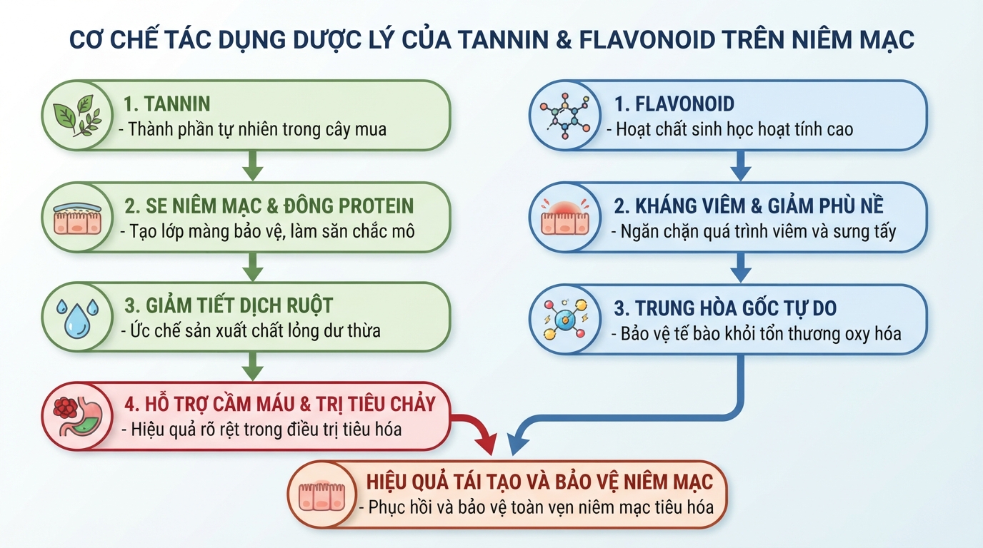 Cơ chế tác dụng dược lý của tannin và flavonoid trong niêm mạc.