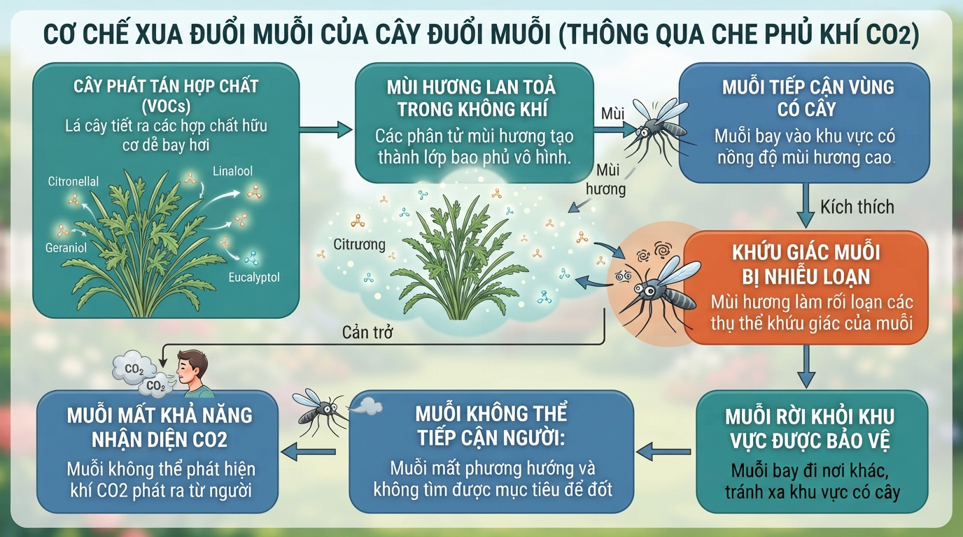 Cơ chế xua đuổi côn trùng của cây đuổi muỗi thông qua việc che phủ khí CO2.