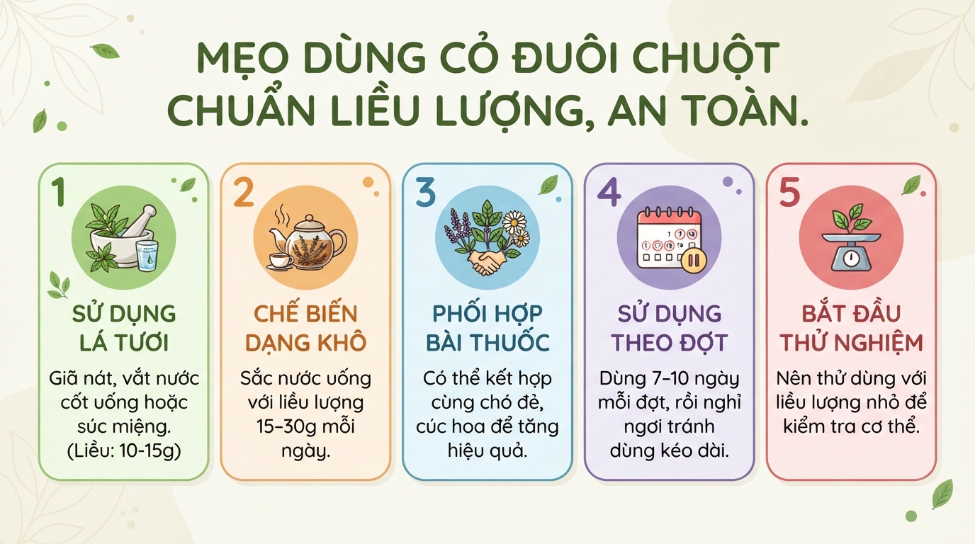 Cỏ đuôi chuột là gì? Đặc điểm, công dụng và lưu ý khi sử dụng