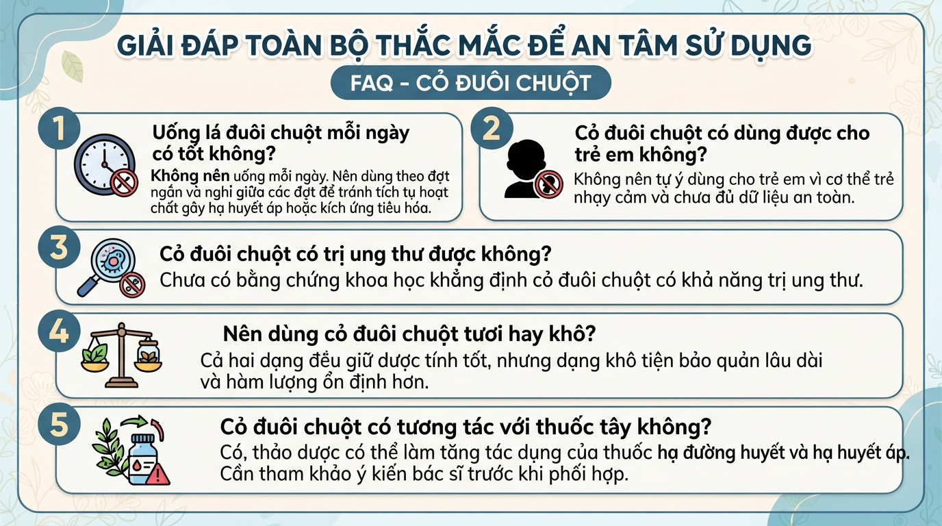 Cỏ đuôi chuột là gì? Đặc điểm, công dụng và lưu ý khi sử dụng