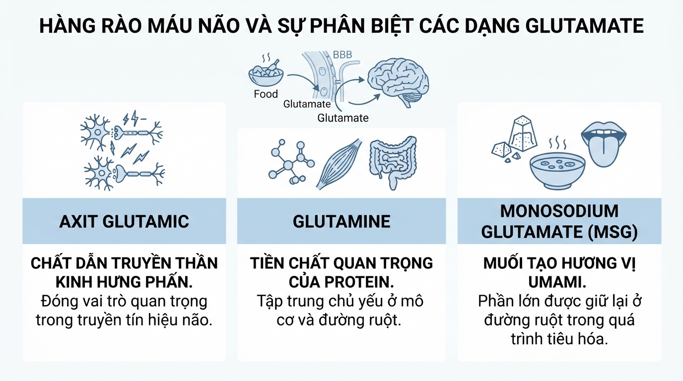 Hàng rào máu não ngăn hầu hết glutamate từ thực phẩm đi trực tiếp vào não.