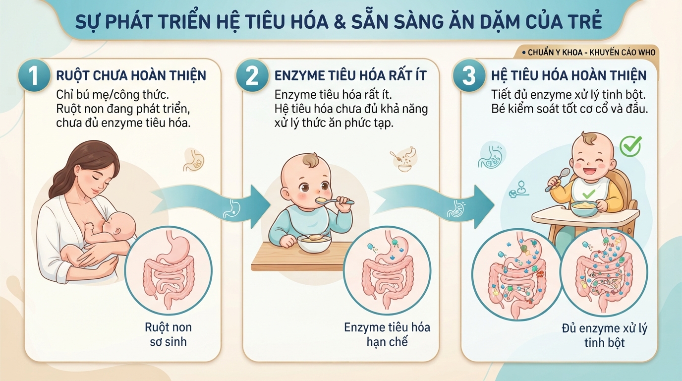 Hệ tiêu hóa tròn 6 tháng đã tiết đủ enzyme giúp bé ăn dặm an toàn.