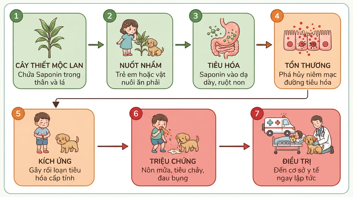 Hoạt chất Saponin trong cây dễ gây rối loạn tiêu hóa ở trẻ em và vật nuôi.