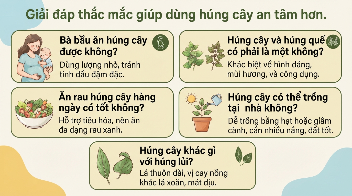 Húng cây có tác dụng gì? Cách phân biệt các loại rau húng thơm