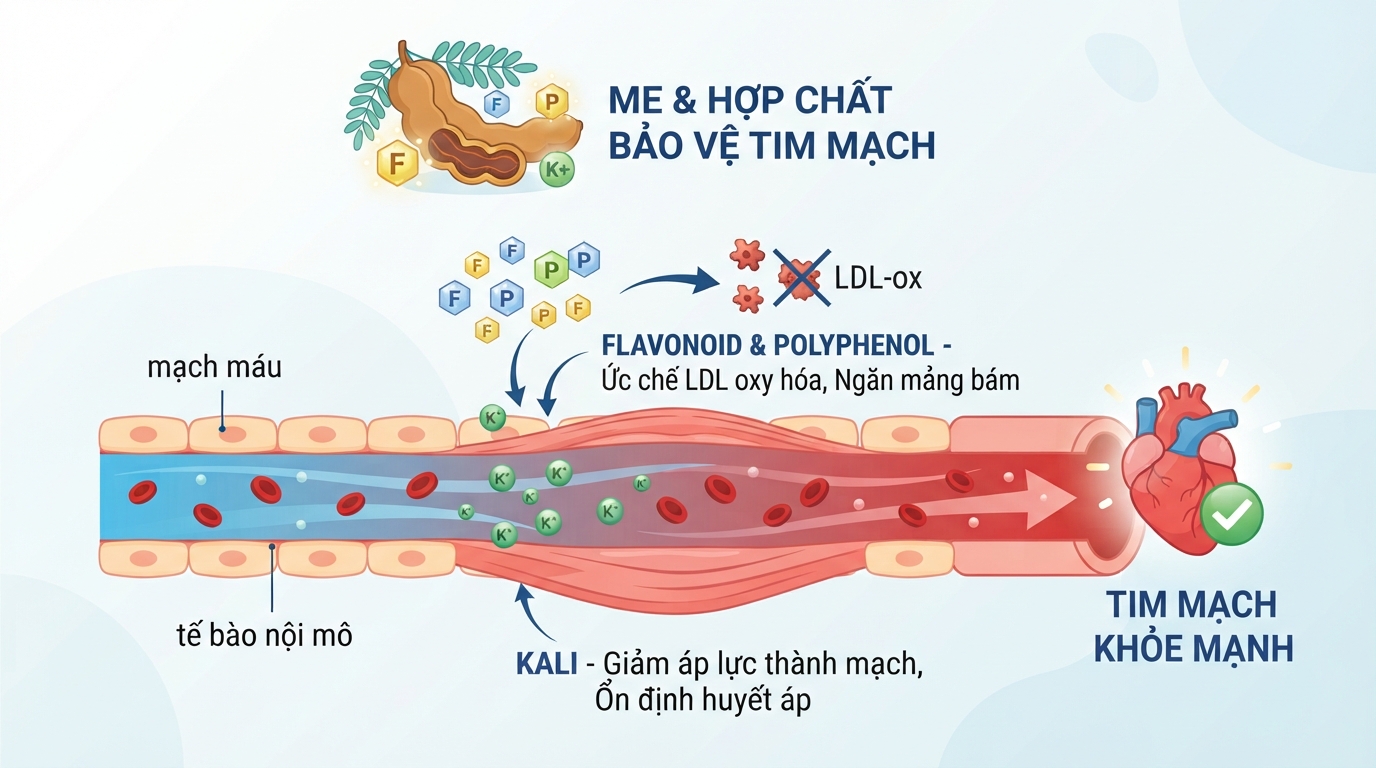 Kali trong me tác động trực tiếp lên thành mạch giúp ổn định huyết áp và bảo vệ hệ tim mạch.
