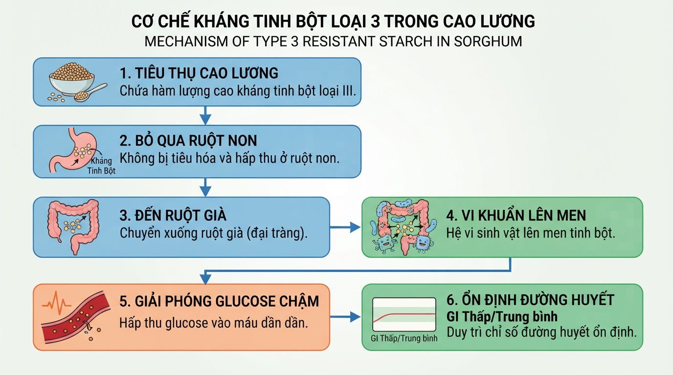 Kháng tinh bột loại ba giúp làm chậm tốc độ giải phóng glucose vào máu.