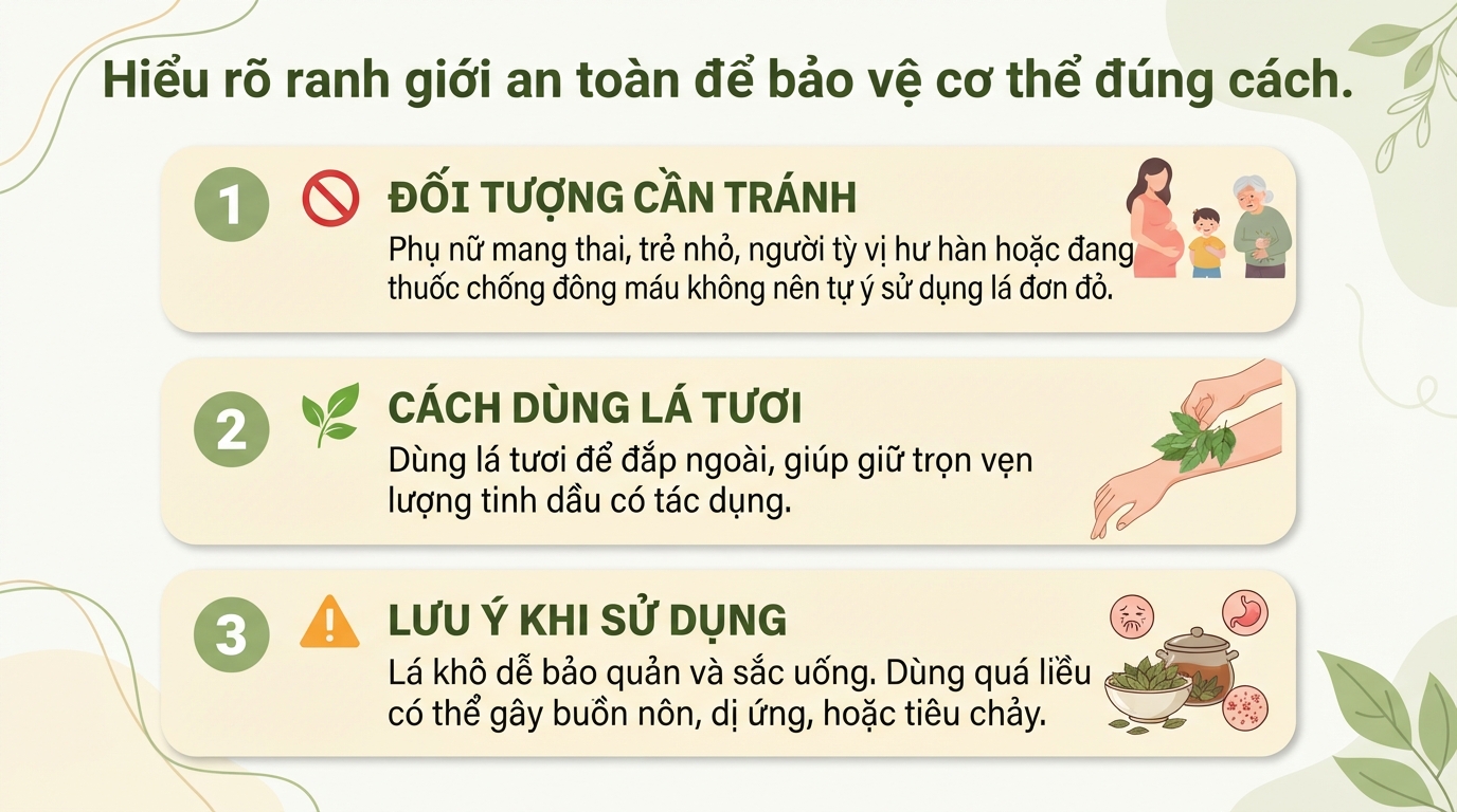 Lá đơn đỏ: Công dụng, cách dùng và lưu ý an toàn