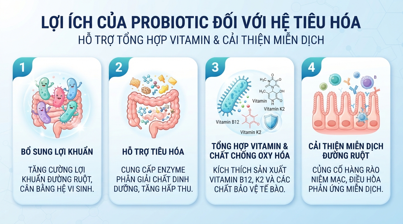Lợi khuẩn probiotic hỗ trợ tổng hợp vitamin B12, K2 và cải thiện miễn dịch đường ruột.