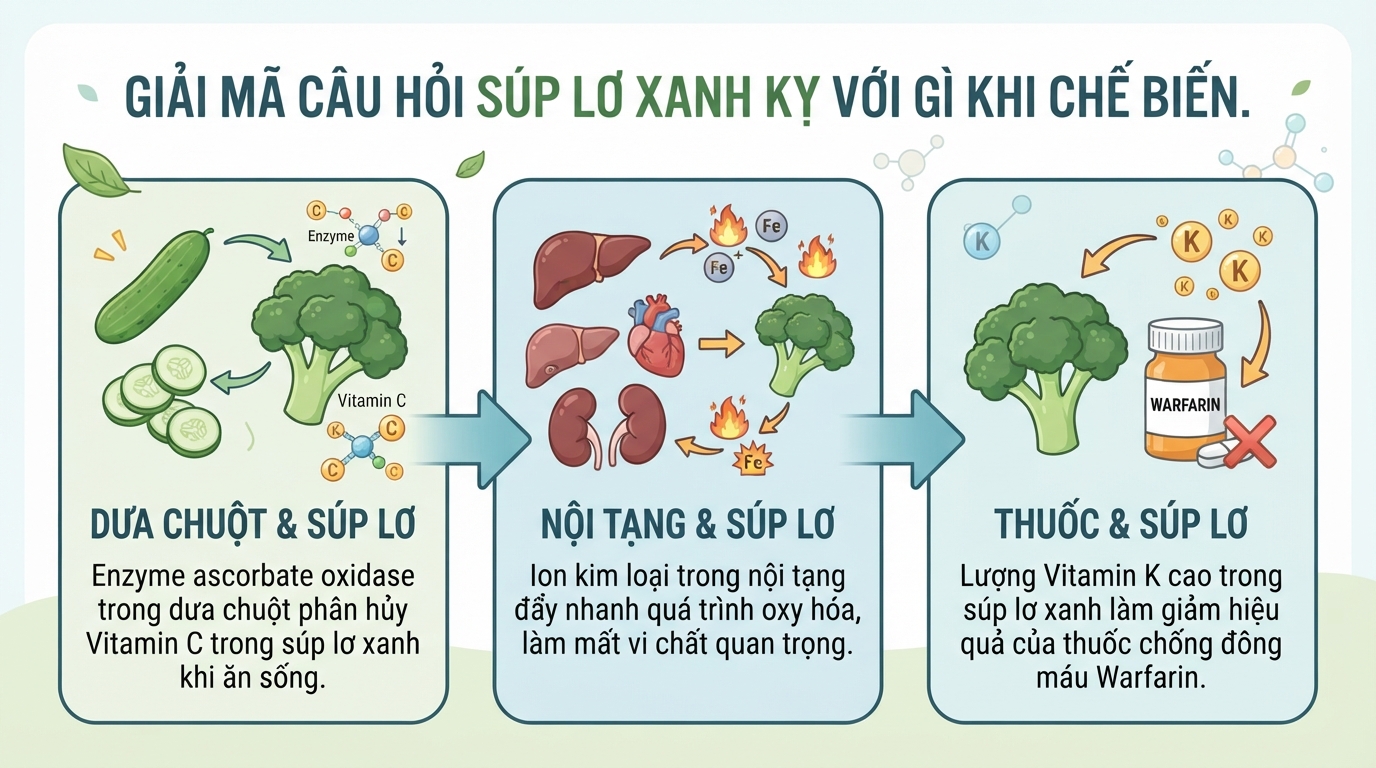 Súp lơ xanh kỵ với gì? Tác dụng và cách ăn bông cải xanh đúng cách