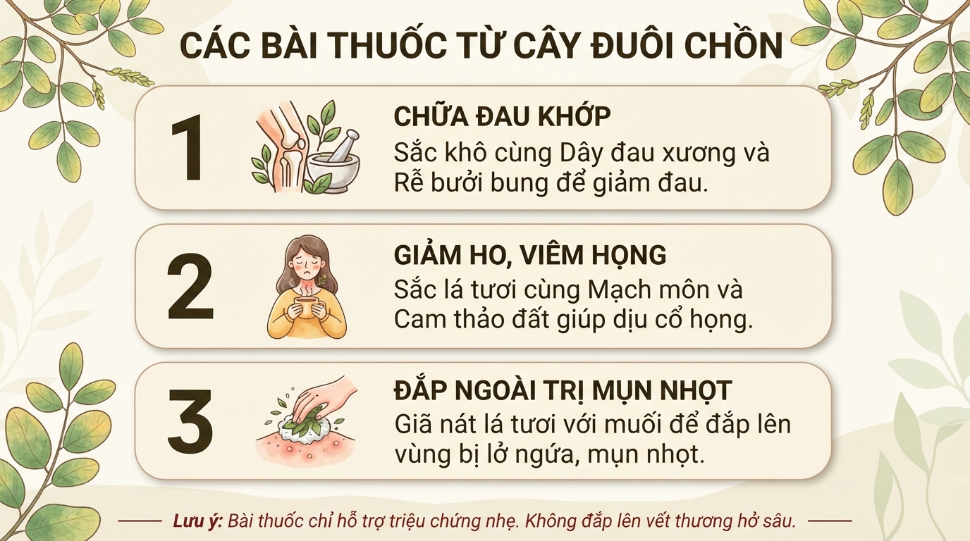 Cây đuôi chồn: Tác dụng hỗ trợ sức khỏe, cách dùng và các lưu ý khi sử dụng