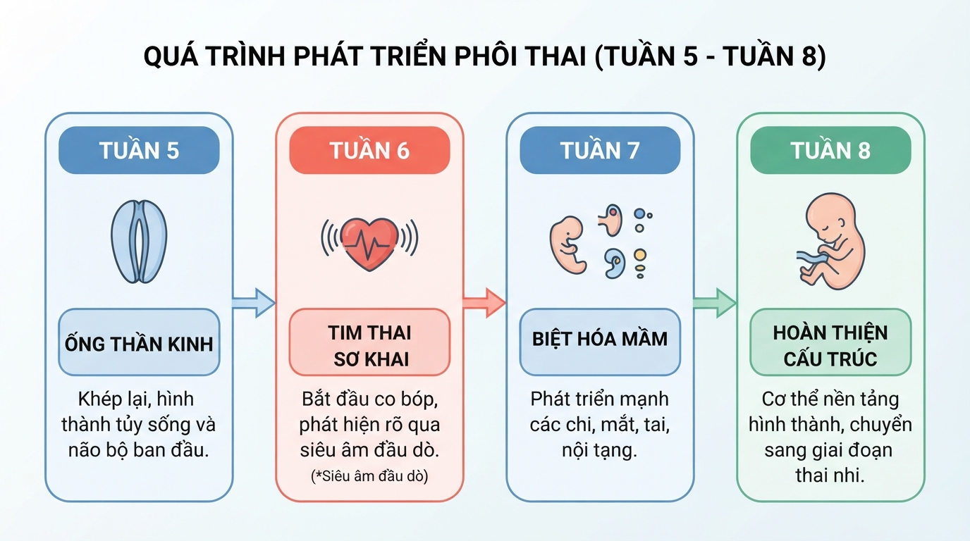 Nhịp tim thai sơ khai xuất hiện rõ nhất qua siêu âm đầu dò từ tuần thứ sáu.