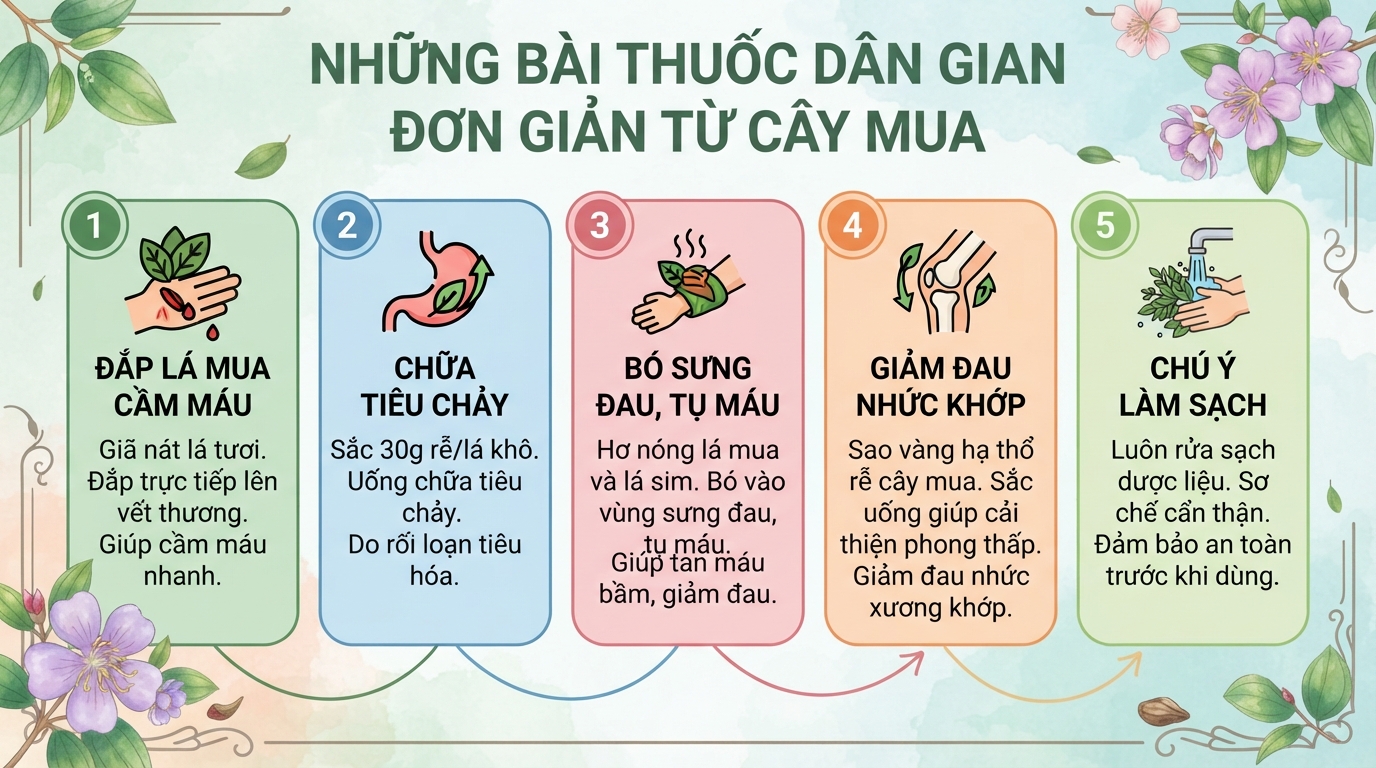 Cây mua có tác dụng gì? Cách phân biệt cây mua và cây hoa sim