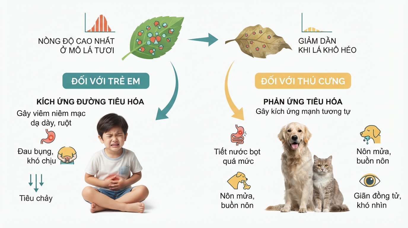 Nồng độ Saponin cao nhất ở mô lá tươi và giảm dần khi lá khô héo.