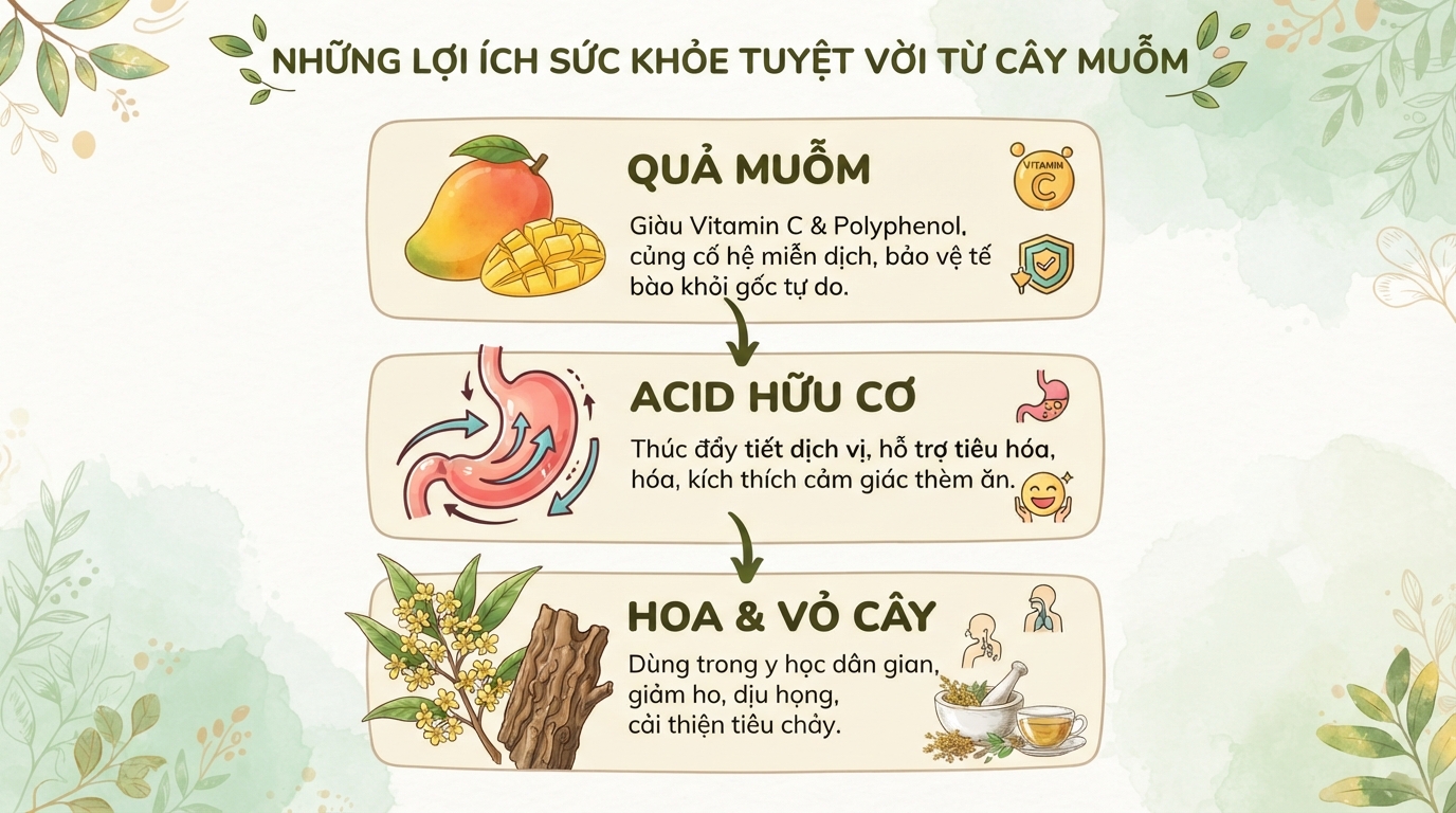 Quả muỗm là gì? Công dụng và cách phân biệt với quả quéo