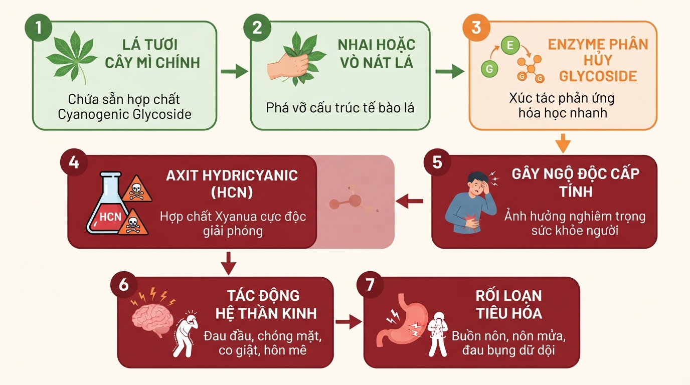 Quá trình phân hủy cyanogenic glycoside giải phóng axit hydrocyanic gây độc khi ăn sống lá tươi. Quá trình phân hủy cyanogenic glycoside giải phóng axit hydrocyanic gây độc khi ăn sống lá tươi.
