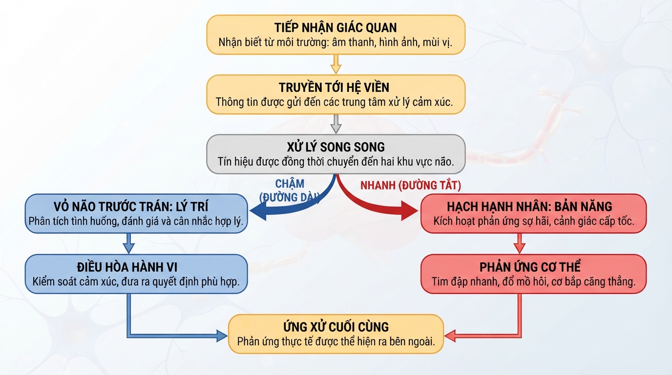 Quá trình truyền tín hiệu xử lý cảm xúc giữa hạch hạnh nhân và vỏ não.