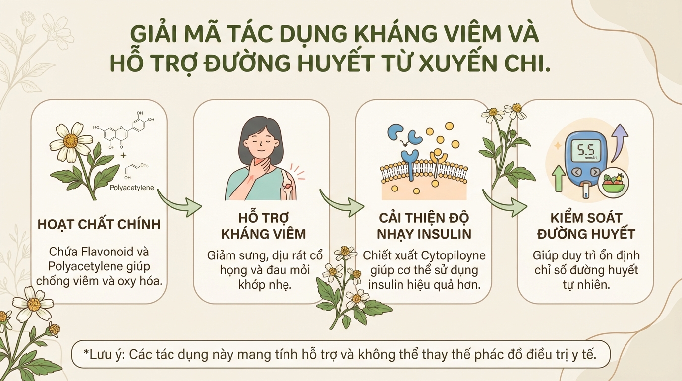 Tác hại của rau xuyến chi và những đối tượng cần thận trọng