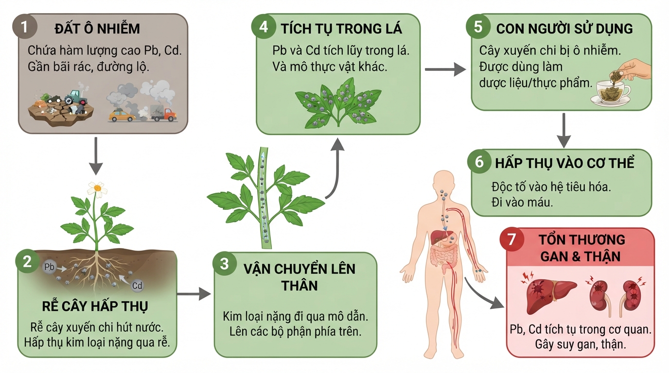 Rễ cây tích tụ độc tố từ đất ô nhiễm, gây nguy hiểm cho gan và thận.
