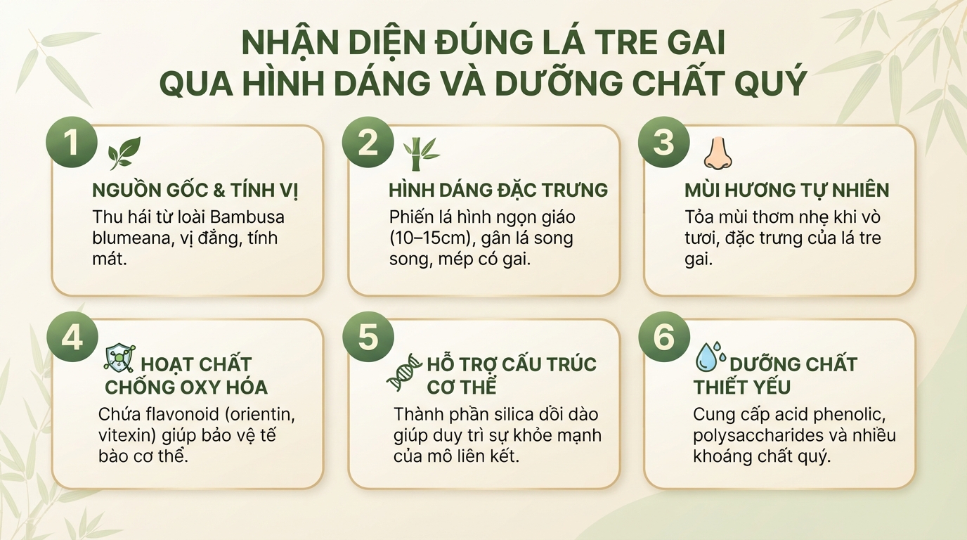 Lá tre gai: 7 tác dụng đối với sức khỏe và cách dùng hợp lý