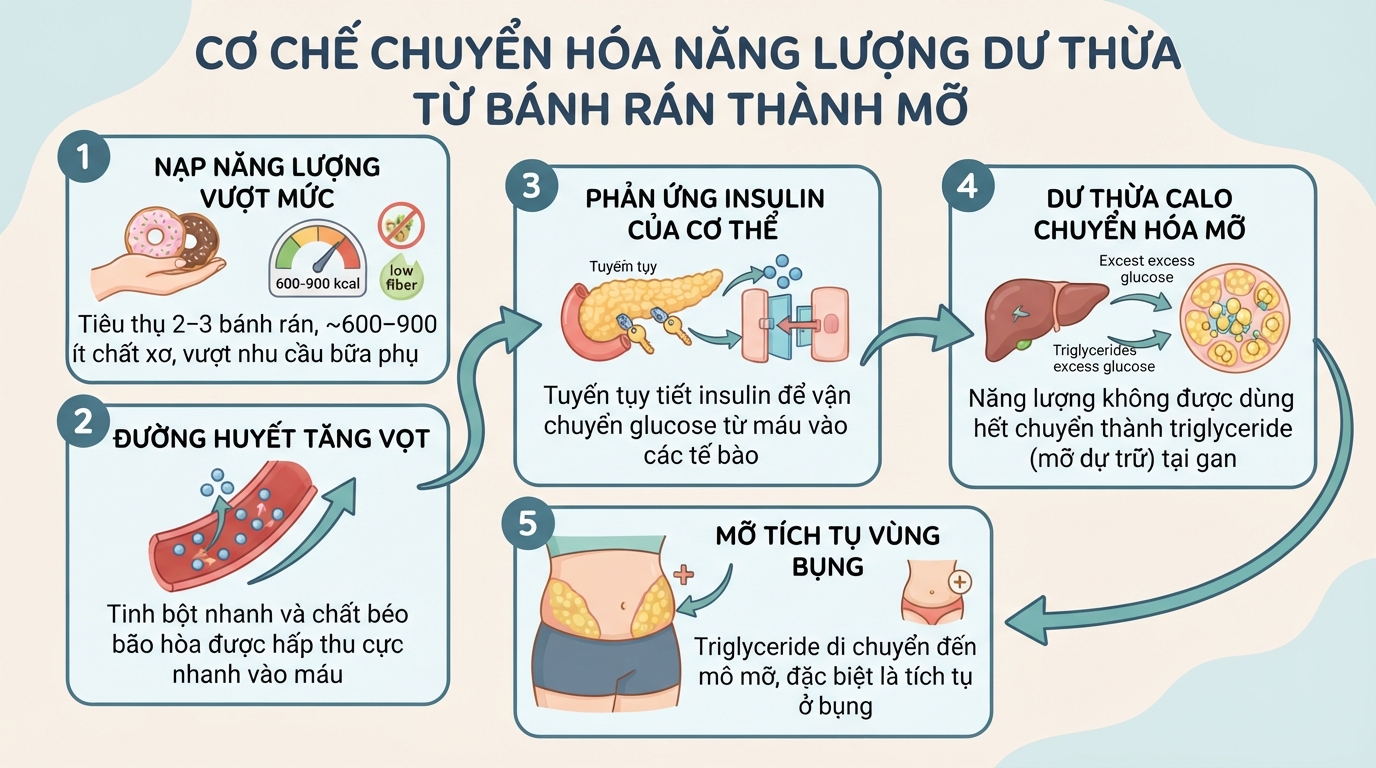 Sơ đồ cơ chế chuyển hóa năng lượng dư thừa từ bánh rán thành mỡ dự trữ.