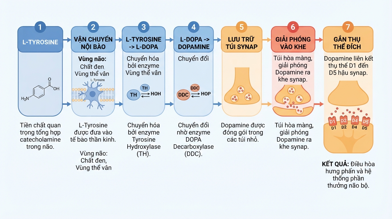 Sơ đồ tổng hợp dopamine từ L-Tyrosine hỗ trợ kích thích thụ thể thần kinh.