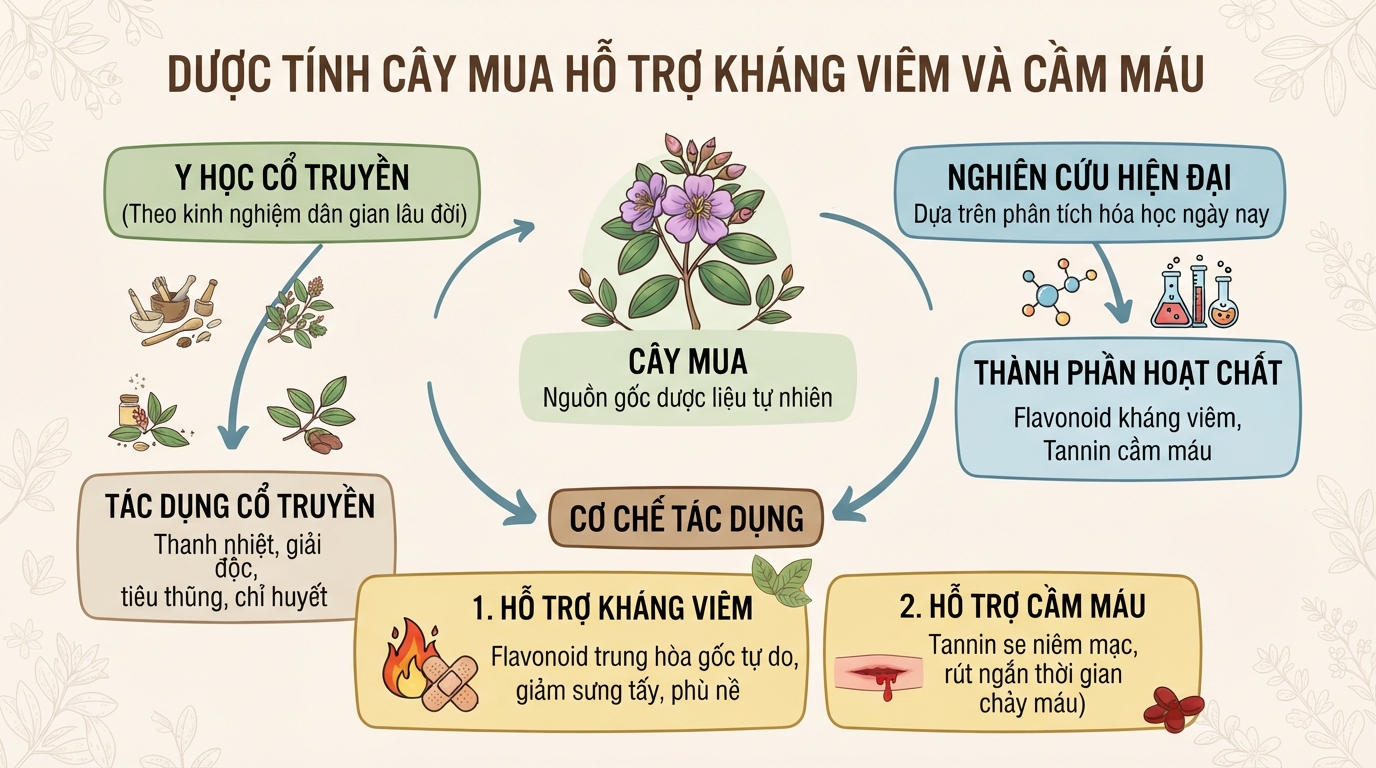Cây mua có tác dụng gì? Cách phân biệt cây mua và cây hoa sim