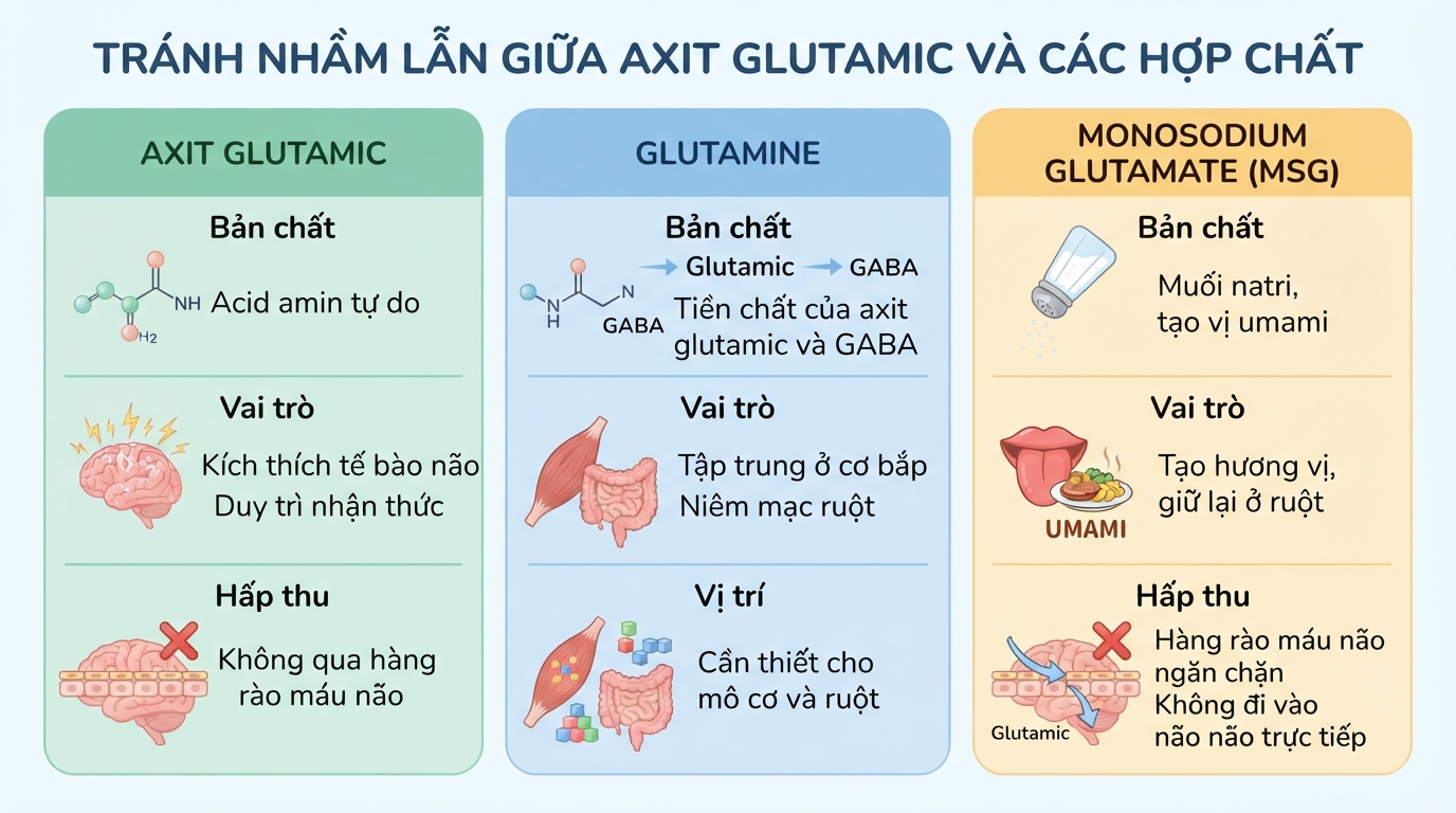 Axit glutamic là gì? Vai trò với hệ thần kinh và lưu ý khi bổ sung