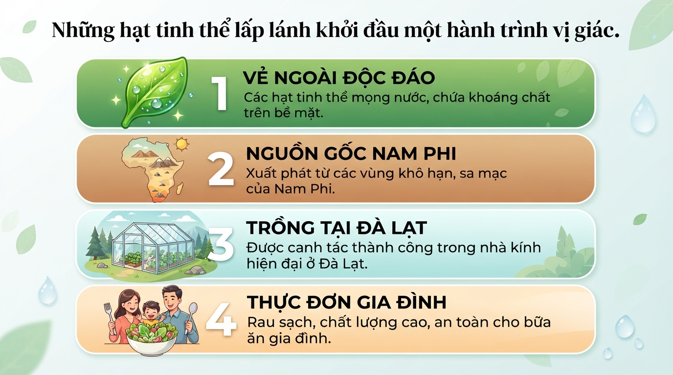 Xà lách kim cương: Giá trị dinh dưỡng, công dụng và cách sử dụng hợp lý