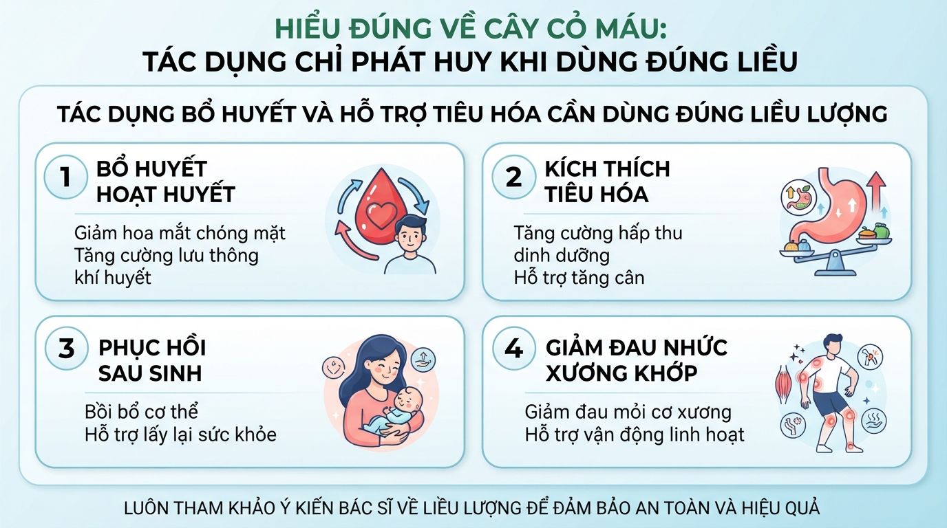 Tác dụng bổ huyết và hỗ trợ tiêu hóa chỉ phát huy khi dùng đúng liều lượng.