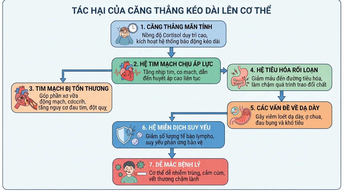 Tác hại của căng thẳng kéo dài lên hệ tim mạch, tiêu hóa và miễn dịch.