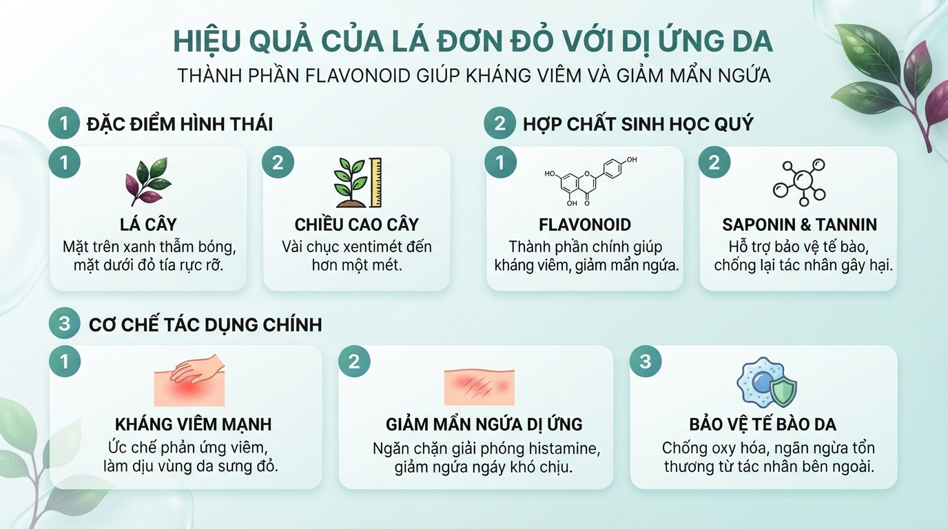 Thành phần flavonoid trong lá đơn đỏ giúp kháng viêm và giảm mẩn ngứa dị ứng da.