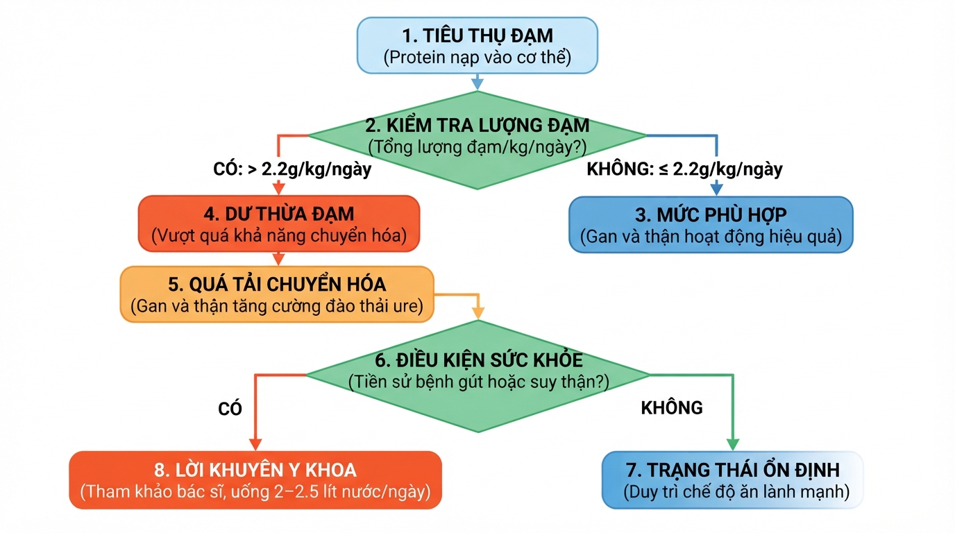 Tiêu thụ dư thừa đạm khiến gan thận tăng đào thải ure và chịu áp lực lọc.