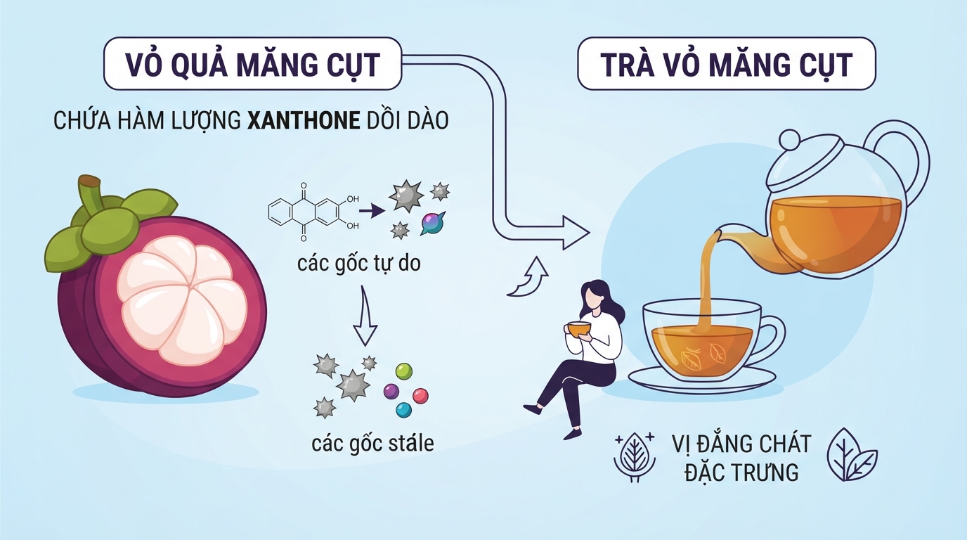 Vỏ quả trà măng cụt chứa hàm lượng xanthone chống oxy hóa cao hơn thịt quả.