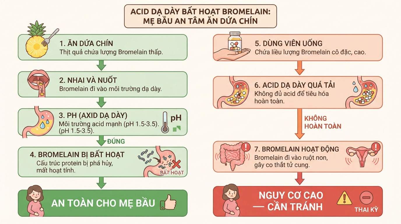 Acid dạ dày bất hoạt Bromelain, giúp việc mẹ bầu ăn dứa được không còn là nỗi lo.