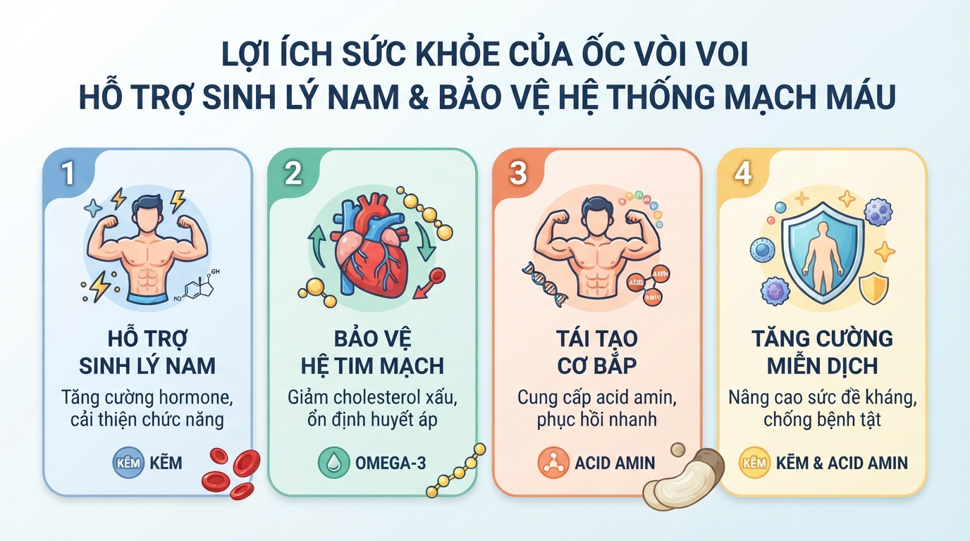Ăn ốc vòi voi hỗ trợ cải thiện sinh lý nam và bảo vệ hệ thống mạch máu bền vững.
